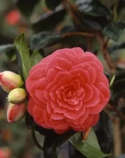 Camélia Japonica variée 40/50. Le pot de 4 litres