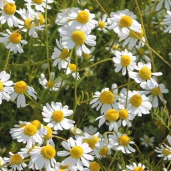 Camomille Bio. Le pot de 1 litre