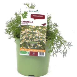 Camomille Bio. Le pot de 1 litre