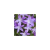 Campanula Garganica - Le pot de 3 litres