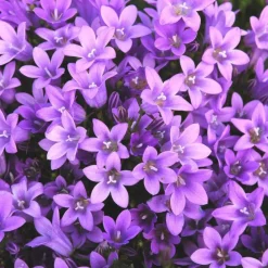 Campanula Get Me - Le pot de 3 litres