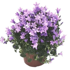 Campanula Get Me bleue - Le pot de 10.5 cm