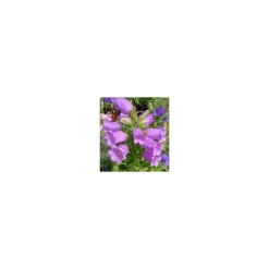 Campanula Medium - Le pot de 1 litre