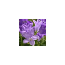 Campanula Muralis - Le pot de 3 litres