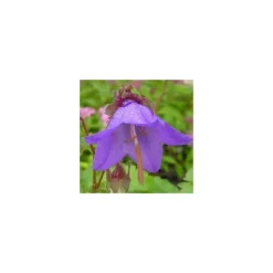 Campanula Raddeana - Le pot de 10,5 cm