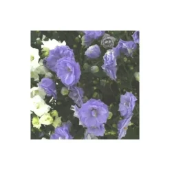 Campanula White Wonder - Le pot de 10.5 cm