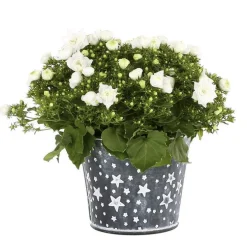 Campanule - Pot zinc étoilé