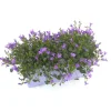 Campanule Addenda - La jardinière de 40 cm