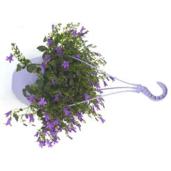 Campanule Addenda - La suspension de 27 cm