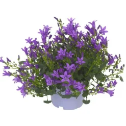 Campanule Addenda Intense Purple Ambella®. Le pot de 1 litre