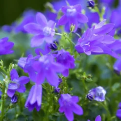 Campanule Addenda. Le panier déco de 40 cm