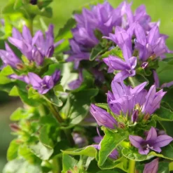 Campanule agglomérée genti bleue en pot de 2 L