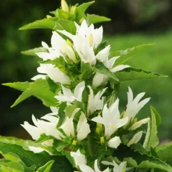 Campanule agglomérée genti blanche en pot de 2 L