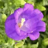 Campanule Appeal - Le pot de 1 litre