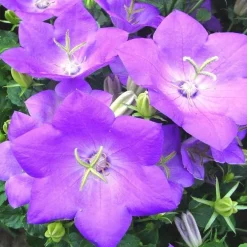 Campanule des Carpates - Le pot de 5 litres