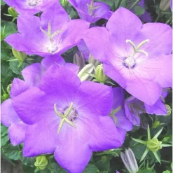 Campanule des Carpates - Le pot de 3 litres