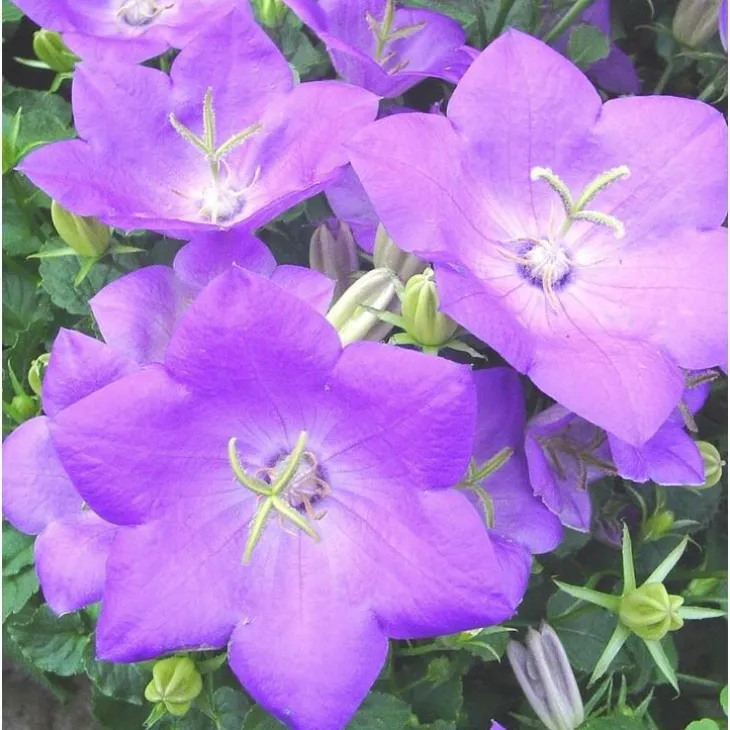 Campanule des Carpates - Le pot de 3 litres