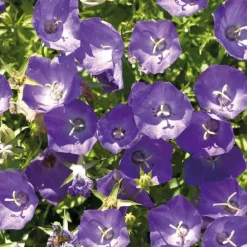 Campanule des Carpates bleue - Le pot de 9 x 9 cm