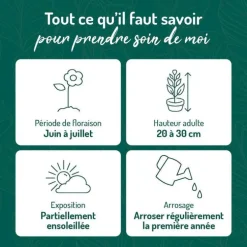 Campanule des Carpates bleue - Le pot de 9 x 9 cm