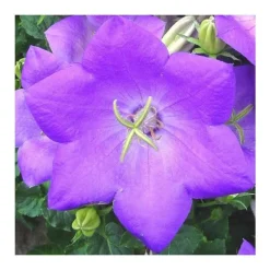 Campanule des Carpates coloris bleu. Le pot de 10,5 cm