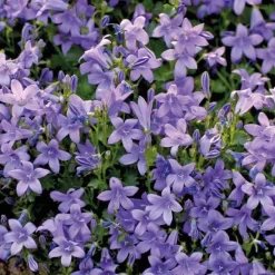 Campanule des Murs - Le pot de 9 x 9 cm