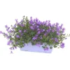 Campanule Duo - La Jardinière de 40 cm