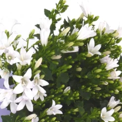 Campanule 'E - H - Frost' - Le pot de 2 litres