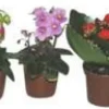 Campanule Get me Plante Baby en pot Ø 5,5/6 cm
