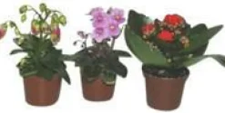 Campanule Get me Plante Baby en pot Ø 5,5/6 cm