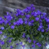 Campanule Intense Purple Ambella® - Le pot de 1 litre