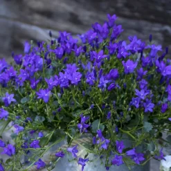 Campanule Intense Purple Ambella® - Le pot de 1 litre