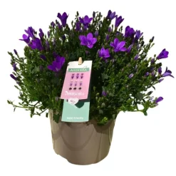 Campanule Intense Purple Ambella® - Le pot de 1 litre