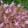 Campanule lisduggan variety rose en pot de 2 L