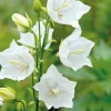 Campanule Persicifolia blanche - Le pot de 9 x 9 cm