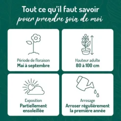 Campanule Persicifolia blanche - Le pot de 9 x 9 cm