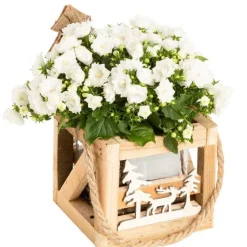 Campanule Pot Bois - La composition