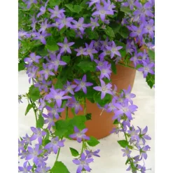 Campanule Stella - Le pot de 2 litres