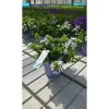 Campanules White Adansa® - Le pot de 1 litre