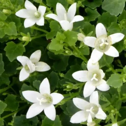 Campanules White Ambella® - Le pot de 1 litre