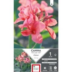 Canna haut Extase rose Ernest Turc - 1 bulbe