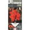 Canna nain Corail rouge orangé Ernest Turc - 1 bulbe