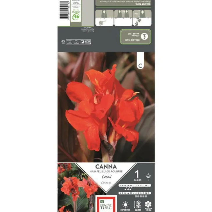 Canna nain Corail rouge orangé Ernest Turc - 1 bulbe