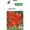 Canna Red Dazzler bio rouge botanic® - 1 bulbe