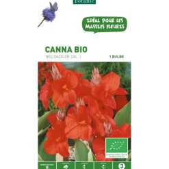 Canna Red Dazzler bio rouge botanic® - 1 bulbe