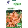 Canna Salmon Pink bio rose saumon botanic® - 1 bulbe