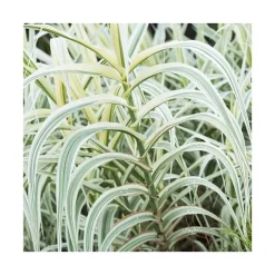 Canne de Provence pot 3 de litres