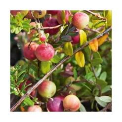 Canneberge Bio. Le pot de 2 litres