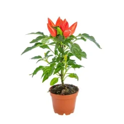 Capsicum Plante Baby en pot Ø 5,5/6 cm