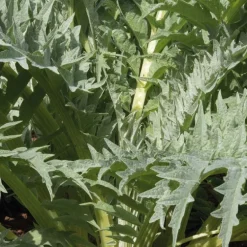 Cardon Epineux Argenté De Plainpalais Bio. La barquette de 3 plants