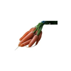 Carotte botte bio de France environ 500g - Prix à la pièce